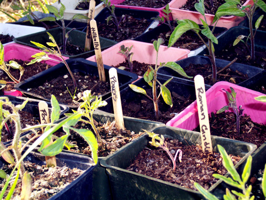 plant tags